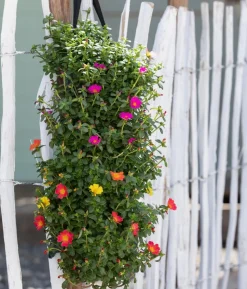Wandhänger mit Portulakröschen, verschiedene Farben