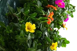 Wandhänger mit Portulakröschen, verschiedene Farben