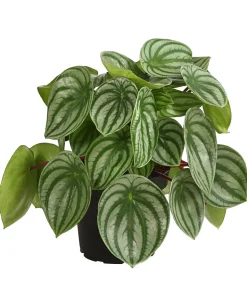 Wassermelonen-Peperomie - Peperomia argyreia