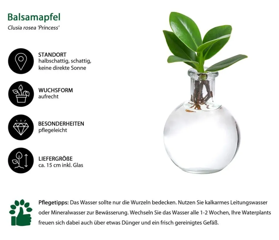Waterplant Balsamapfel im Kugelglas - Clusia rosea 'Princess', ca. 15 cm