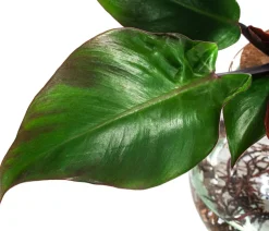 Waterplant Baumfreund im Kugelglas - Philodendron erubescens 'Sunlight', ca. 30 cm