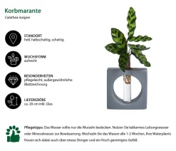 Waterplant Korbmarante Manilla im Reagenzglas - Calathea insigne