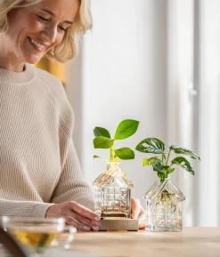 Waterplant Balsamapfel im Häuschen - Clusia major, mit LED