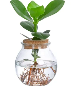 Waterplant Balsamapfel im Kugelglas - Clusia rosea 'Princess', ca. 30 cm