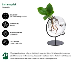 Waterplant Balsamapfel Victoria im Kugelglas - Clusia major