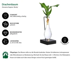 Waterplant Drachenbaum im Glas - Dracaena fragrans 'Burley', mit LED