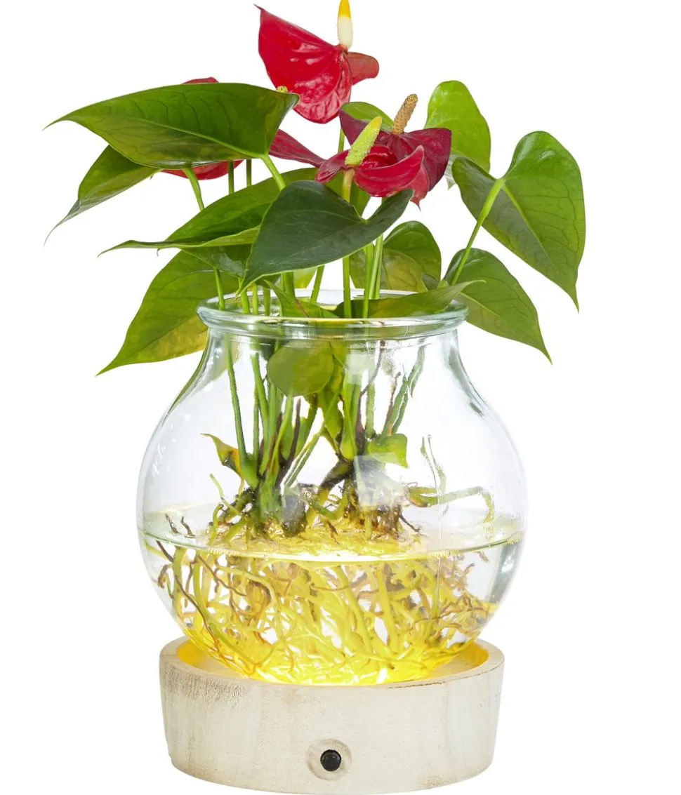 Waterplant Flamingoblume im Kugelglas - Anthurium 'Red Champion', mit LED