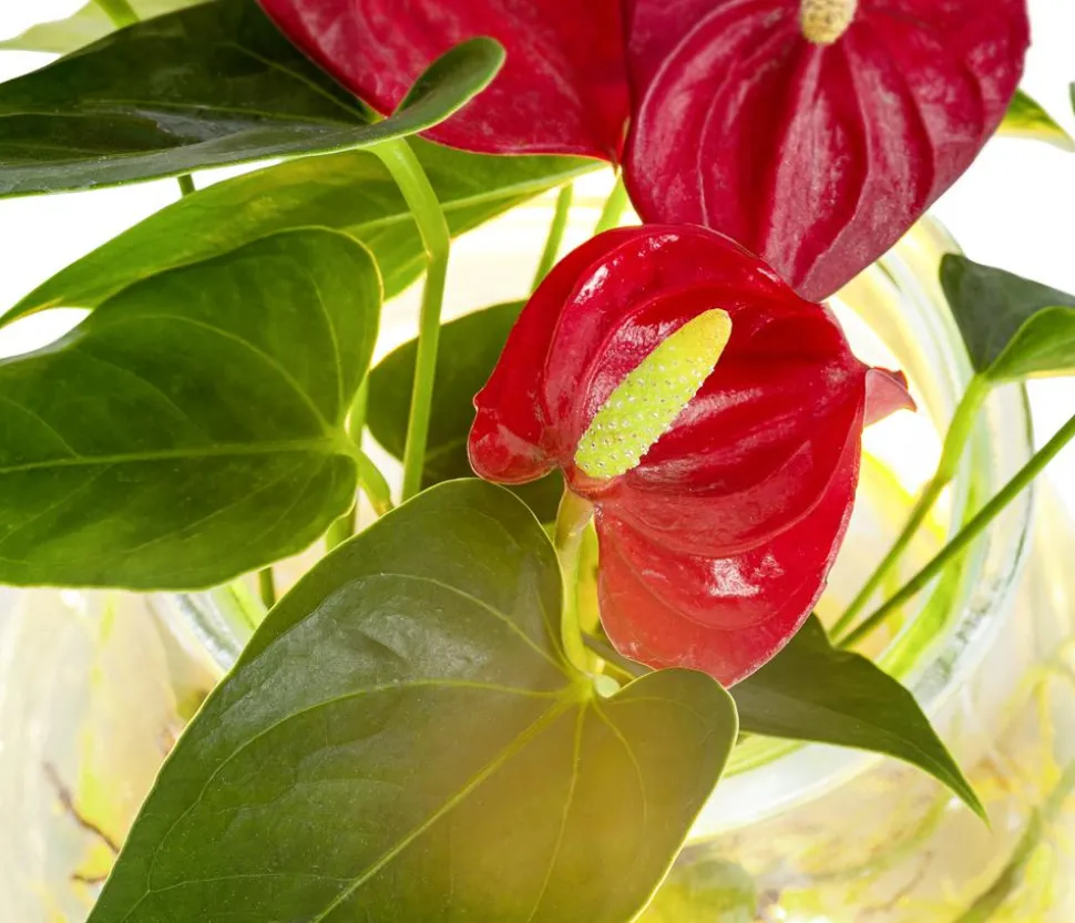 Waterplant Flamingoblume im Kugelglas - Anthurium 'Red Champion', mit LED