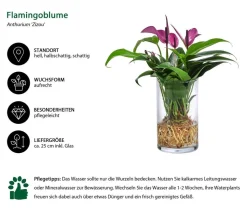 Waterplant Flamingoblume im Glas - Anthurium 'Zizou'