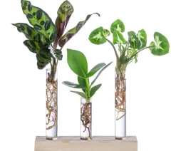Waterplant-Set in Reagenzgläsern, 3-teilig