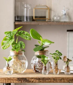 Waterplant-Set in Vasen, 3-teilig
