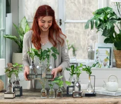 Waterplant-Set Purpurtute in Glasflaschen - Syngonium podophyllum, 2-teilig