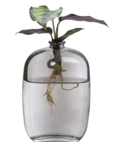 Waterplant-Set Wandhänger, 2-teilig