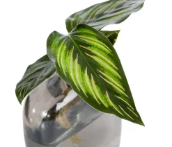 Waterplant-Set Wandhänger, 2-teilig