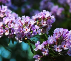 Wechselblättriger Sommerflieder