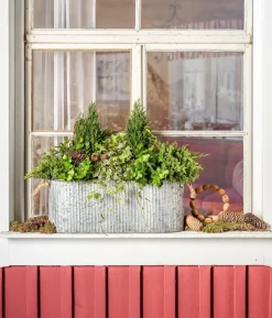 Weißbunter Efeu