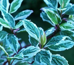 Weißbunter Hartriegel 'Argenteomarginata'
