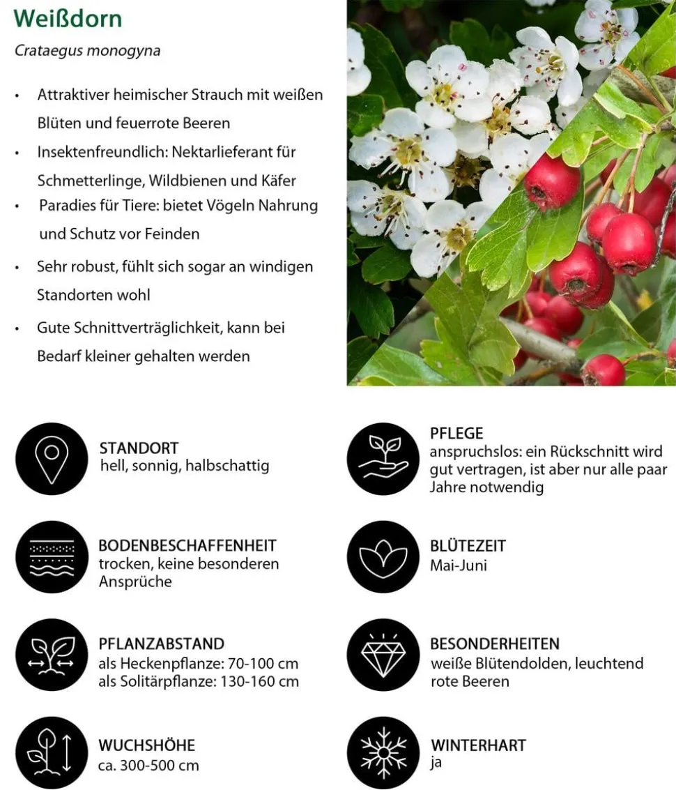 Weißdorn