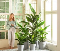 Weiße Strelitzie - Strelitzia alba