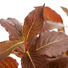 Weigelie 'Victoria'