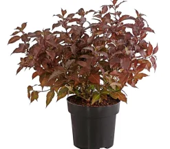 Weigelie 'Victoria'