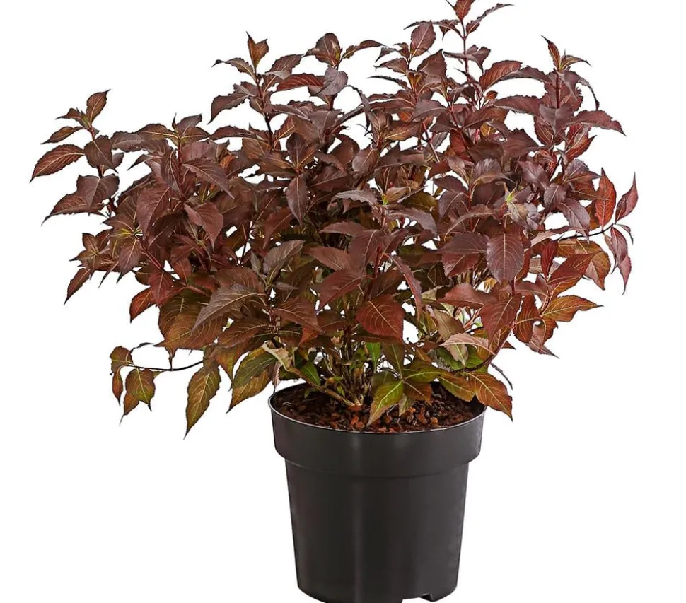 Weigelie 'Victoria'