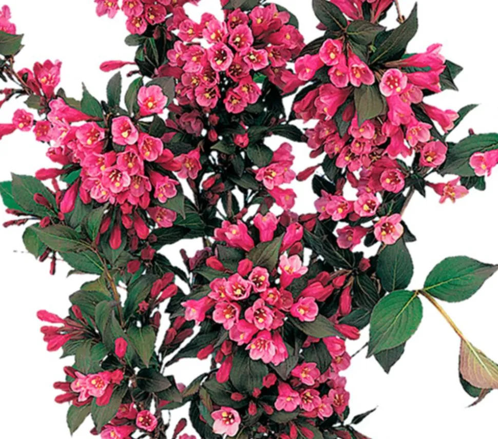Weigelie 'Victoria'