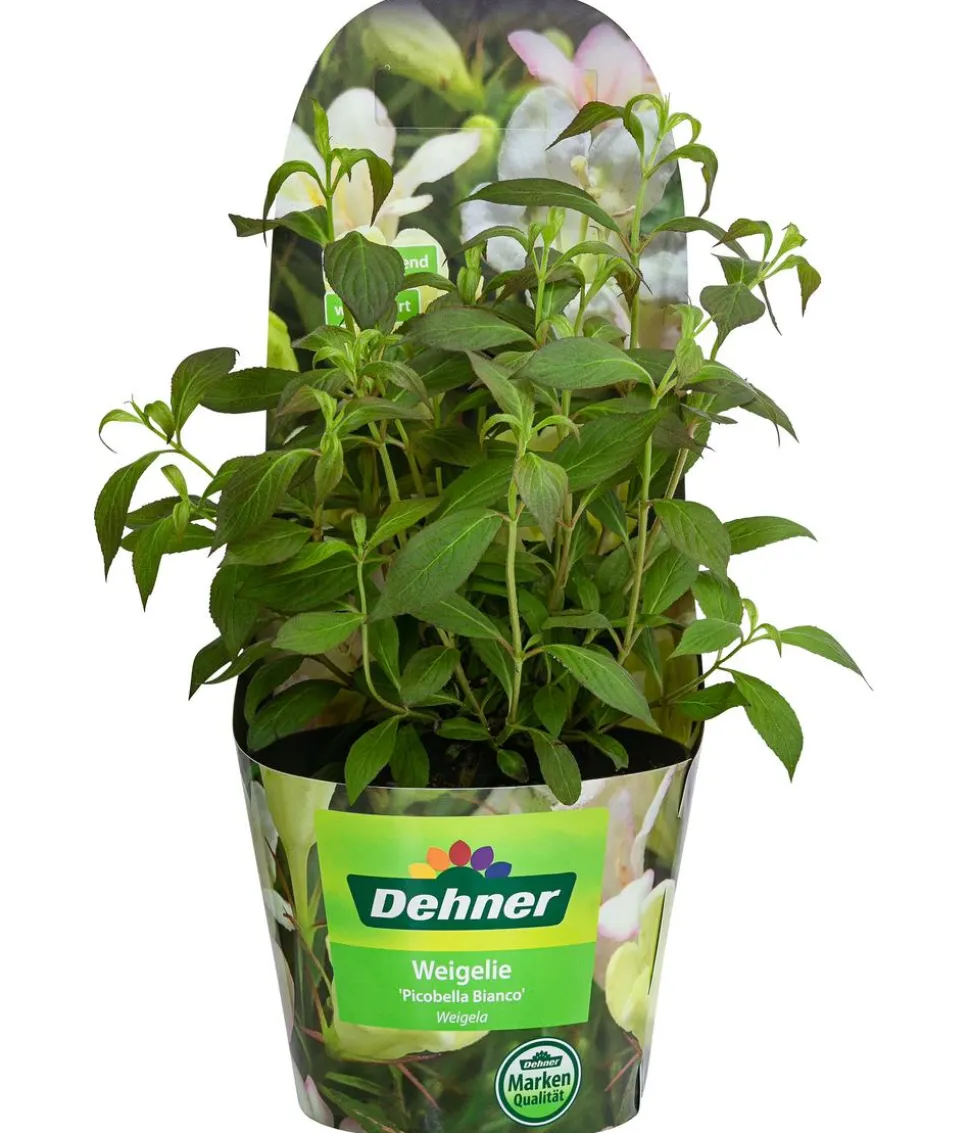 Weigelie 'Picobella'