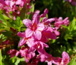 Weigelie 'Picobella'