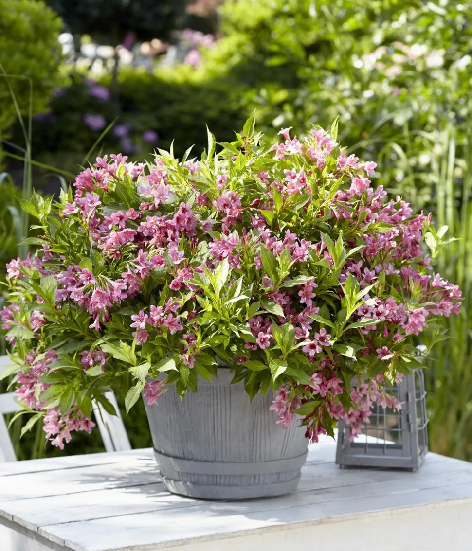 Weigelie 'Picobella'