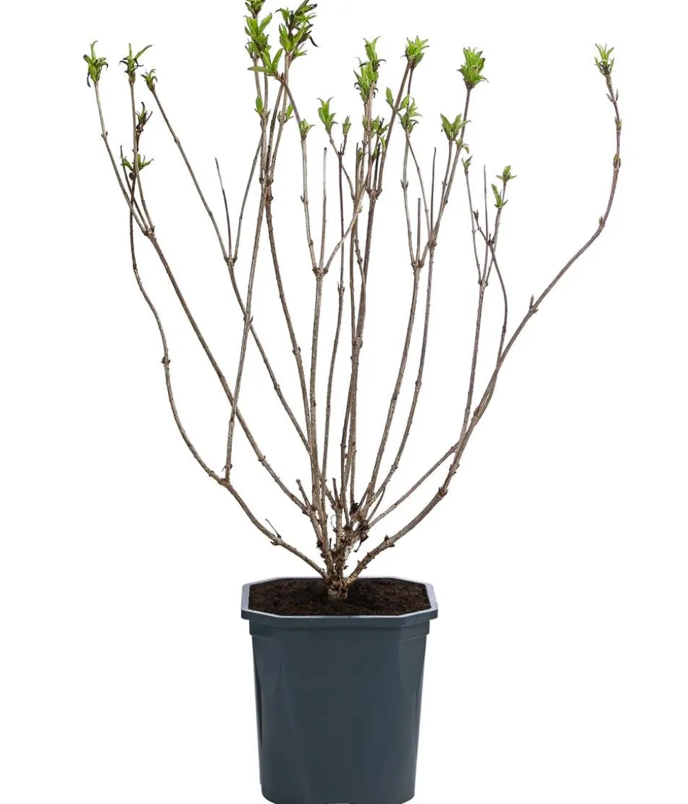 Weigelie 'Red Prince'