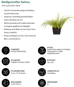 Weißgestreifter Kalmus 'Ogon'