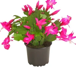 Weihnachtskaktus - Schlumbergera x buckleyi, verschiedene Farben