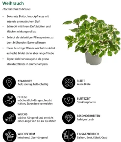 Weihrauch