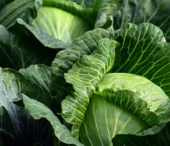 Weißkohl, 6er Schale