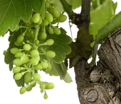 Weinrebenstamm