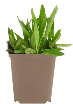 Wiesenarnika