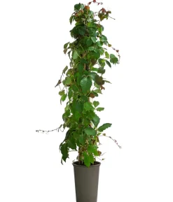Wilder Wein 'Veitchii' - Dreispitz-Jungfernrebe