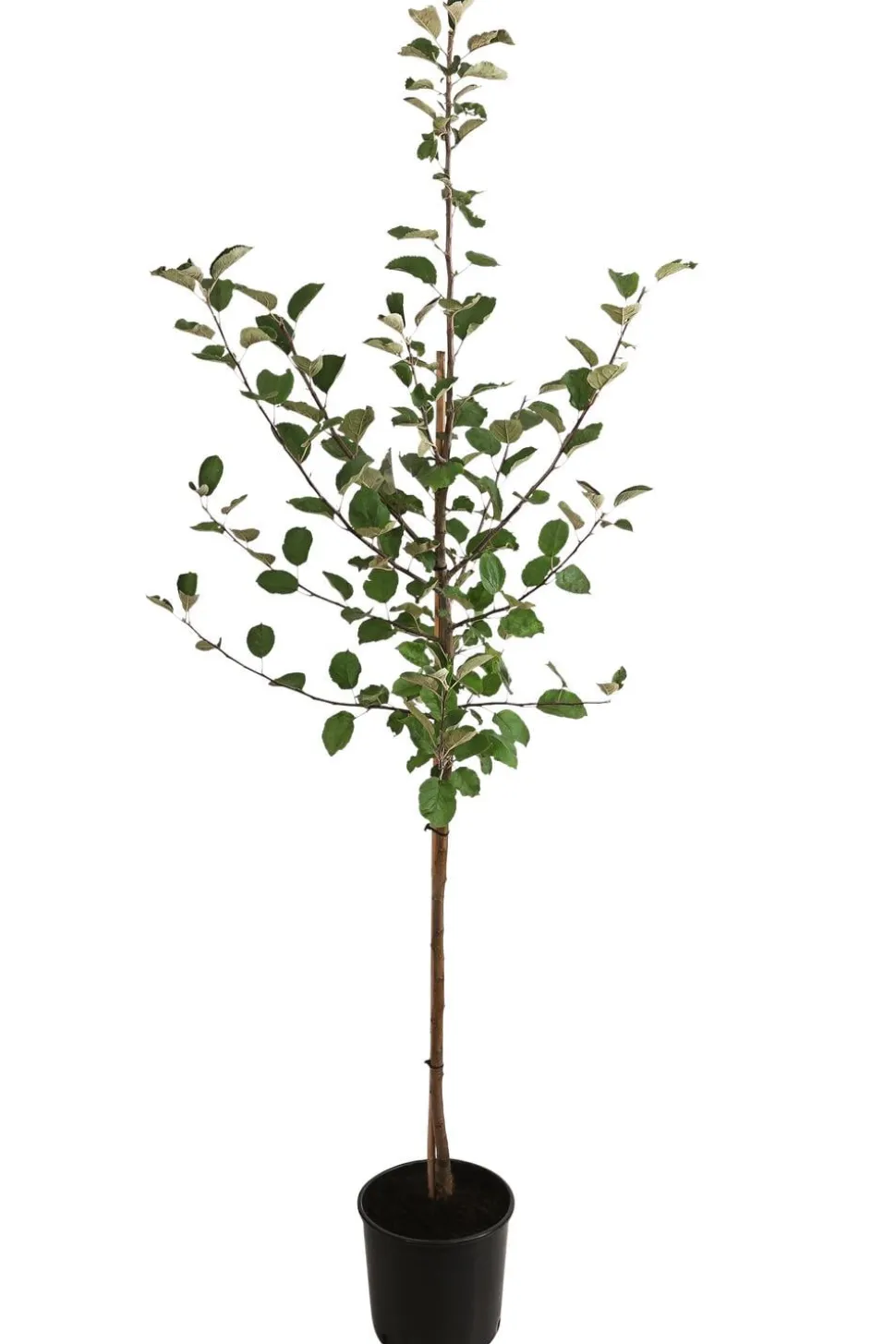 Winterapfel 'Roter Boskoop'