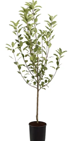 Winterapfel 'Cox Orange'