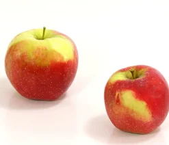 Winterapfel 'Florina'