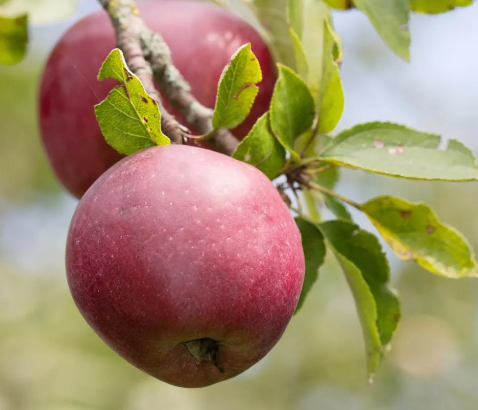 Winterapfel 'Florina'