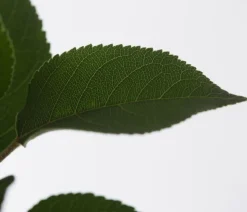 Winterapfel 'Goldparmäne'