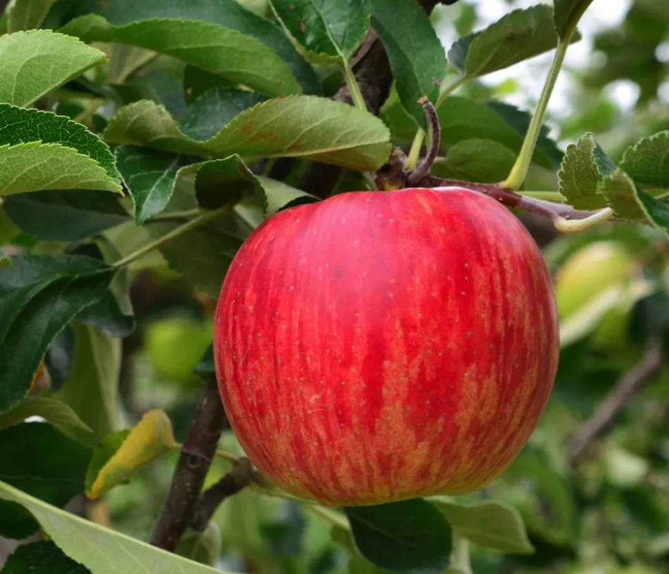 Winterapfel 'Jonagold'