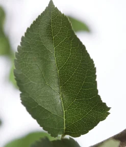 Winterapfel 'Jonagold'