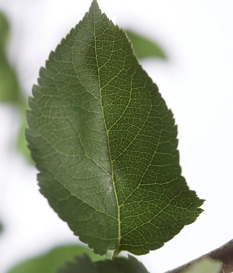 Winterapfel 'Jonagold'