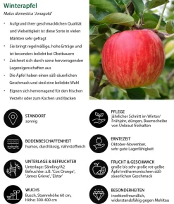 Winterapfel 'Jonagold'