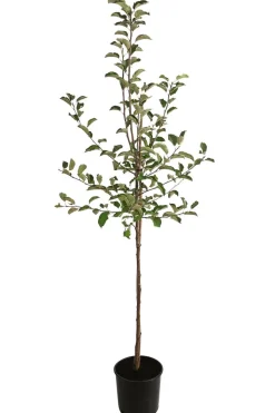 Winterapfel 'Jonagold'