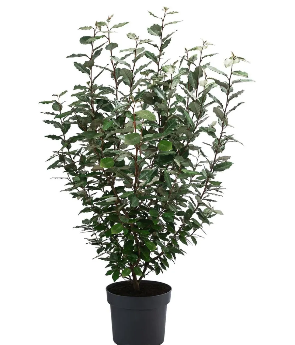 Wintergrüne Ölweide 'Compacta'