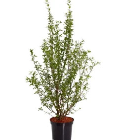 Wintergrüner Liguster 'Atrovirens'